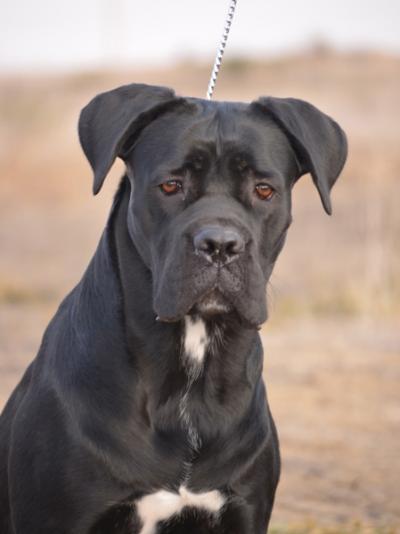 Кане корсо с некупированными ушами фото Cane Corso pedigree database - - Pedigree