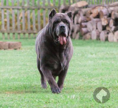 Stoneridge store cane corso